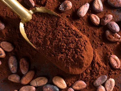criollo cacao